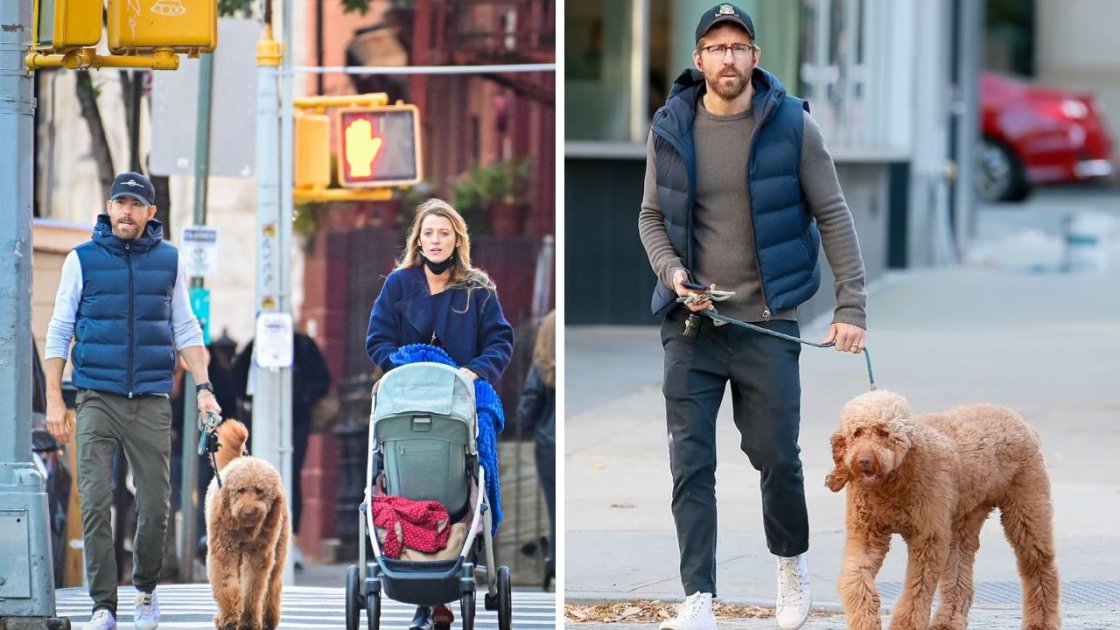 Ryan Reynoldsâ€™ Family Pets Are The Cutest You'll Ever See
